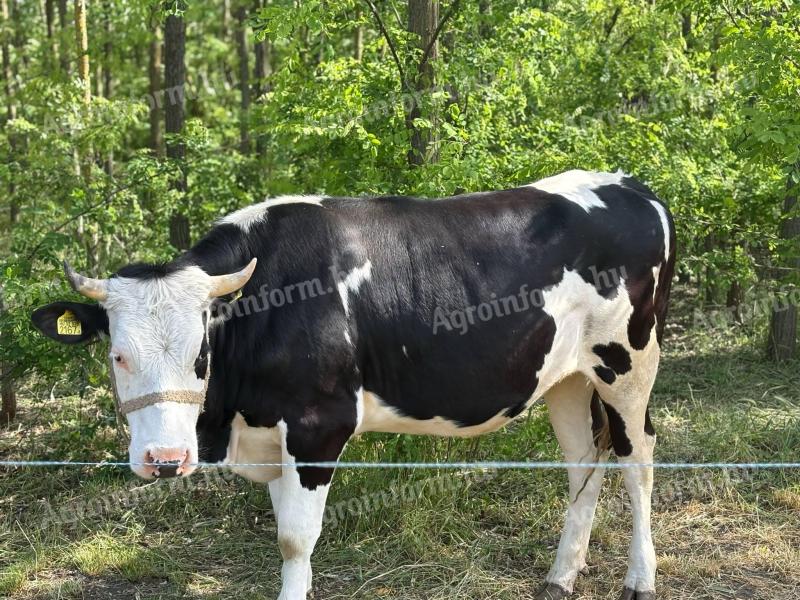 Březí jalovice na prodej