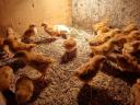 New Hampshire pre-bred chickens for sale