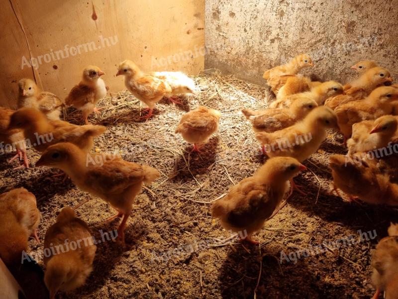 New Hampshire pre-bred chickens for sale