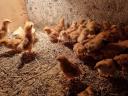 New Hampshire pre-bred chickens for sale