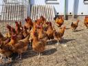 New Hampshire pre-bred chickens for sale