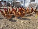 New Hampshire pre-bred chickens for sale