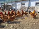 New Hampshire pre-bred chickens for sale