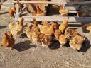 New Hampshire pre-bred chickens for sale