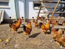 New Hampshire pre-bred chickens for sale