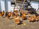 New Hampshire pre-bred chickens for sale