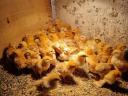 New Hampshire pre-bred chickens for sale