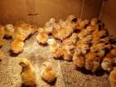 New Hampshire pre-bred chickens for sale