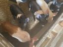 Election piglets