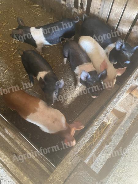 Election piglets