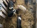 Election piglets