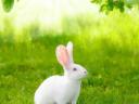 Pannonian white rabbits