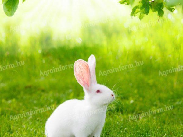 Pannonian white rabbits