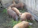 Piglets, piglets for sale