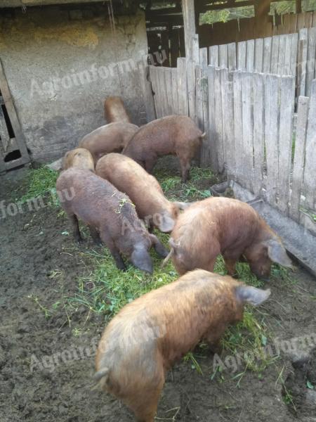 Piglets, piglets for sale
