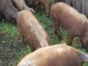 Piglets, piglets for sale