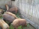 Piglets, piglets for sale