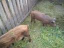 Piglets, piglets for sale