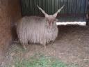 Racka-Widder