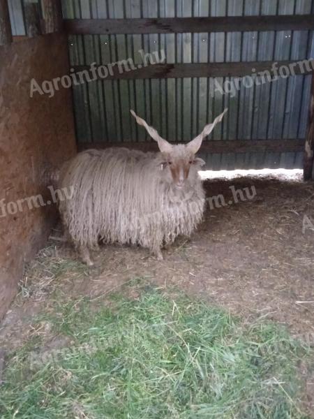 Racka-Widder