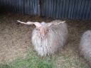 Racka-Widder