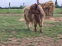 Skotské hovězí maso Highland na prodej