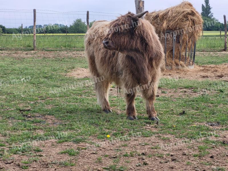 Skotské hovězí maso Highland na prodej