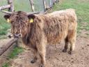 Skotské hovězí maso Highland na prodej