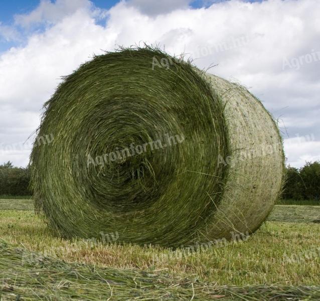 Alfalfa Rundballen zu verkaufen (Luzerne Rundballen, Heu, Futterballen, Hoden)
