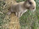Szekler election rabbit