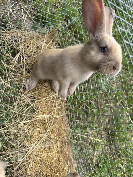 Szekler election rabbit