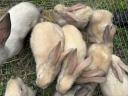 Szekler election rabbit
