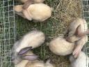 Szekler election rabbit