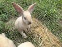 Szekler election rabbit