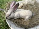 Szekler election rabbit