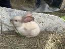 Szekler election rabbit