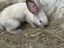 Szekler election rabbit