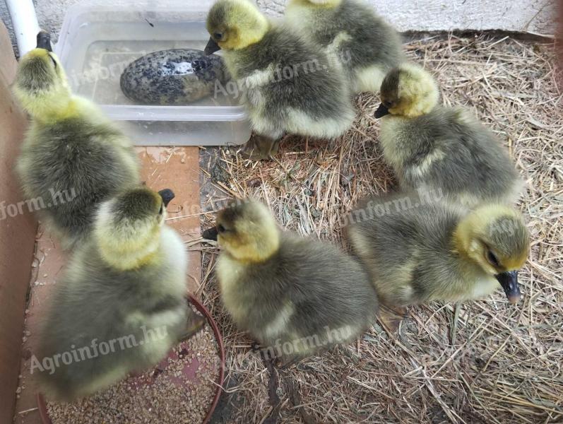 Brahma csirkék és napos libák eladók!