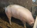 Fattening for sale