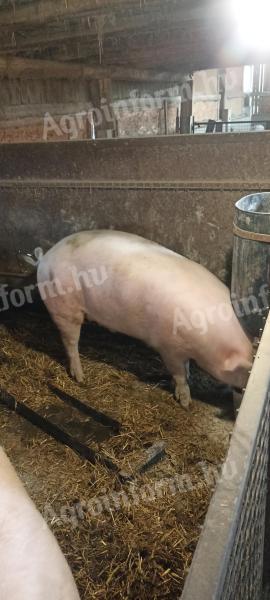 Fattening for sale