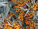 From organic sea buckthorn (barrel) producer