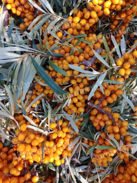 From organic sea buckthorn (barrel) producer