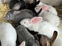 Mixed sex rabbits for sale 17 pcs