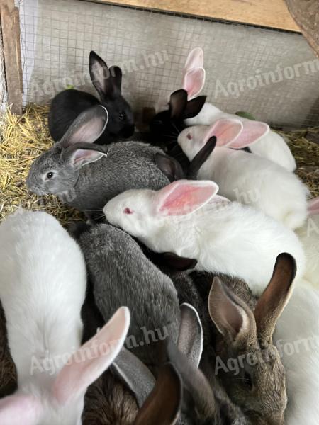 Mixed sex rabbits for sale 17 pcs