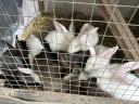 Mixed sex rabbits for sale 17 pcs