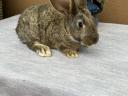 Mixed sex rabbits for sale 17 pcs