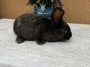 Mixed sex rabbits for sale 17 pcs