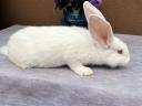 Mixed sex rabbits for sale 17 pcs