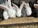 Mixed sex rabbits for sale 17 pcs