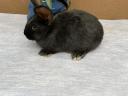 Mixed sex rabbits for sale 17 pcs